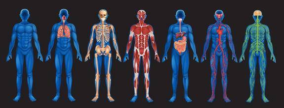 human-body-systems